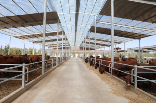 灵台县融媒体中心供图