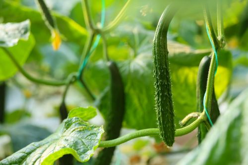 大盆内蔬菜长势喜人。陇西县委宣传部供图