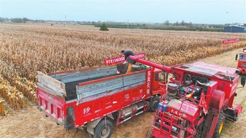 新技术种植玉米收获现场。新甘肃·甘肃日报记者 冯宝强 摄