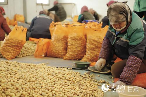 工人们正熟练地分拣、打包如“金豆豆”般的马铃薯原原种。人民网记者 焦隆摄