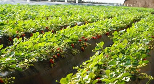 草莓长势喜人。榆中县委宣传部供图